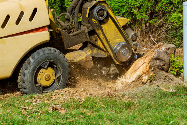 How Our Tree Care Process Works  in  Purcell, OK