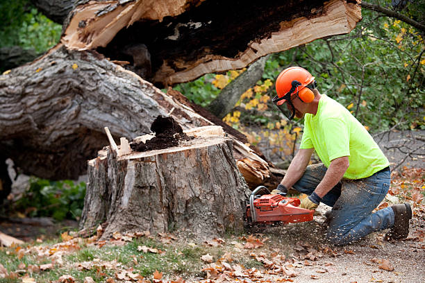 Purcell, OK Tree Removal Company